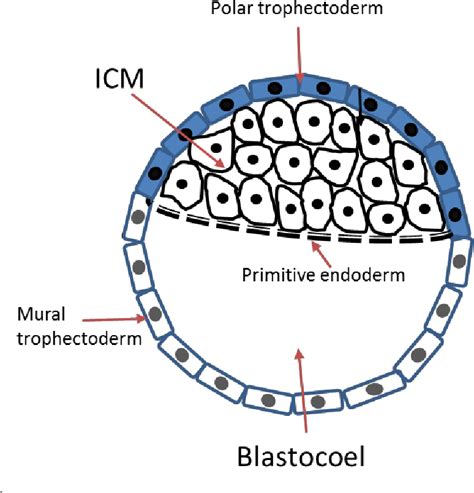 Figure 1 9 From Trophectoderm Stem Cells To Model The Effect Of Altered