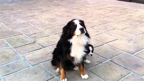 Cute Bernese Mountain Dog And Puppy Youtube