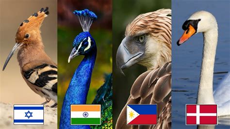 National Bird Of Every Country 🦚🦜 Official And Unofficial Youtube