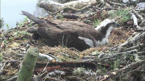 Third Osprey Egg Laid At Loch Of The Lowes April 2013 Youtube