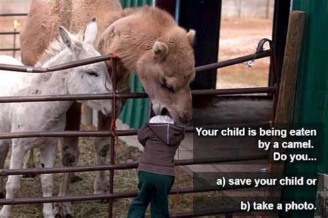 Definition of camel a camel is a kind of desert animal. Camel Starts Eating Your Kid: What Do You Do? - The ...