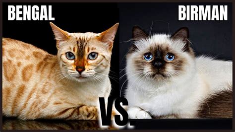 Bengal Cat Vs Birman Cat Youtube