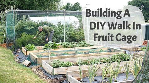 How To Build A Diy Walk In Fruit Cage Fruit Cage Fruit Vegetable Garden