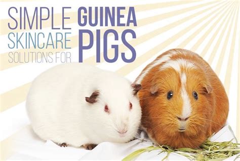 Aromatherapy Skincare Products For Guinea Pigs
