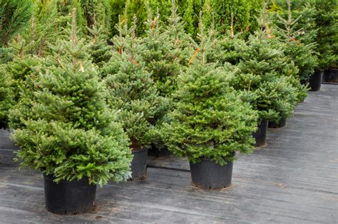 Small Evergreen Trees Nicks Garden Center And Nursery Denver Co