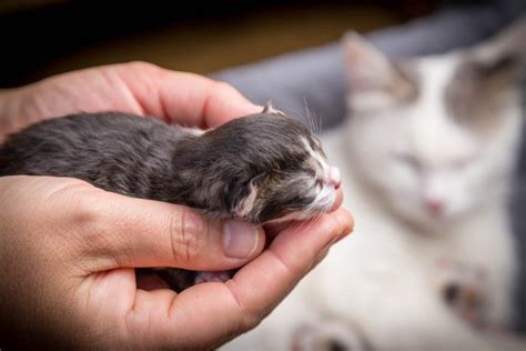 Birth In Cats Signs Of Labour And The Delivery Process Cat World