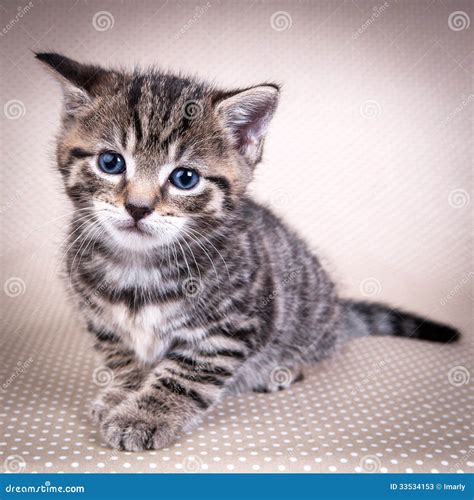 Little Cute Kitten With Blue Eyes Stock Image Image Of Animal Little