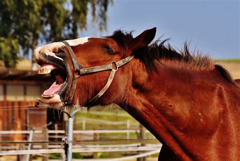 Free Images Meadow Rein Stallion Mane Ride Yawn Bridle