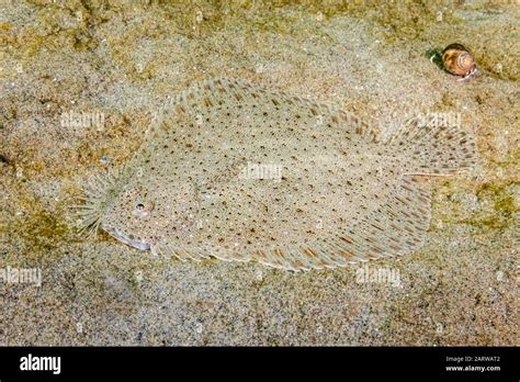 Windowpane Flounder Scophthalmus Aquopus Rockport Massachusetts Usa