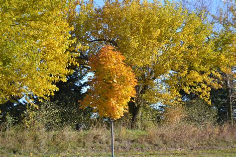 Maybe you would like to learn more about one of these? Emerald Lustre Maple is a showy fall tree that boasts ...