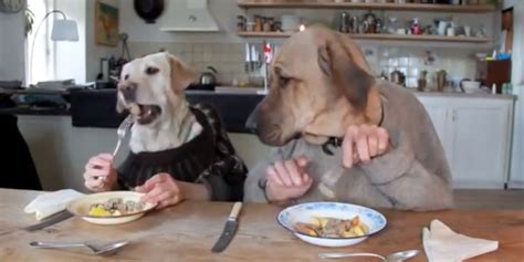 Dog Eating Food With Human Hands Grain Free Dog Foods Uk
