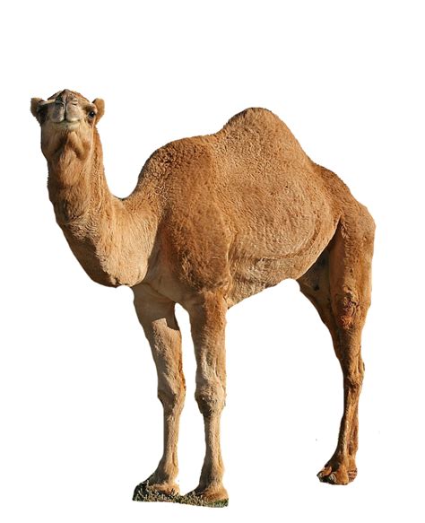 Free Unlimited Transparent Background Dromedary Camel Png Download No