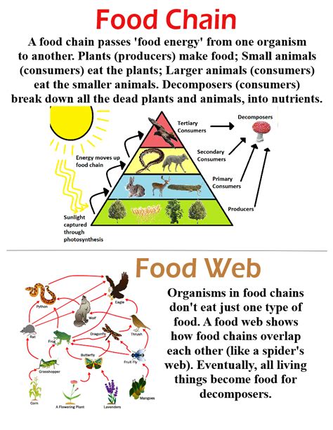 Food Chain And Food Web ~ Anchor Chart Jungle Academy Primary Science