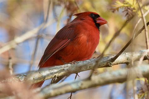 Noarthern Cardinal