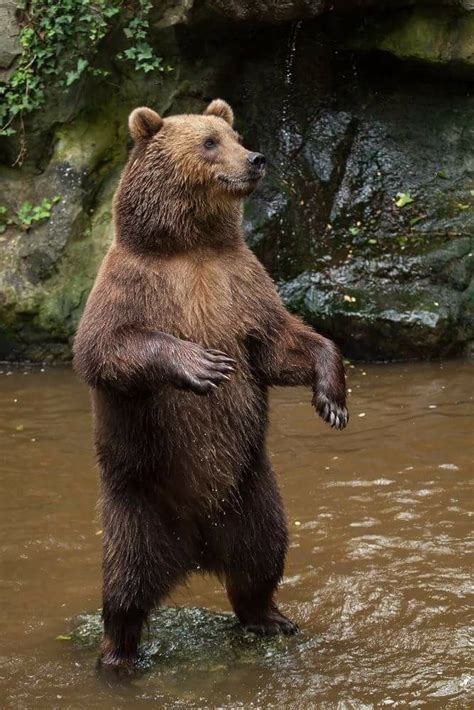Pin By Nicholas Taylor On Og Bear Brown Bear Bear Animals Wild