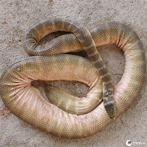 15 Das Cobras Mais Venenosas Do Mundo Minilua