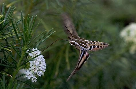Hummingbird Moth Hylas Lineata The Striped Morning Sphin Flickr