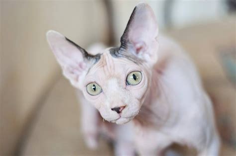 10 Cat Breeds With Big Ears Cat Vet Info