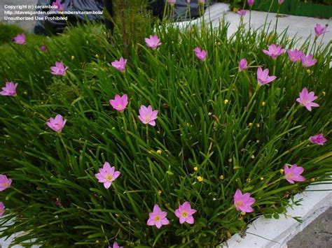 Check spelling or type a new query. PlantFiles Pictures: Pink Rain Lily, Rainlily, Fairy Lily ...