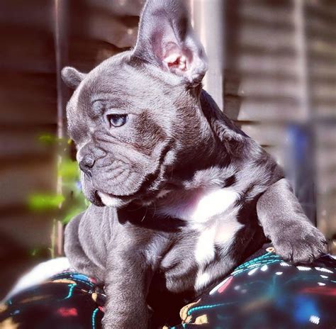 Characteristics, history, care tips, and helpful information for pet owners. Pin by ♥French bulldog my life♥ on french bulldog puppies ...