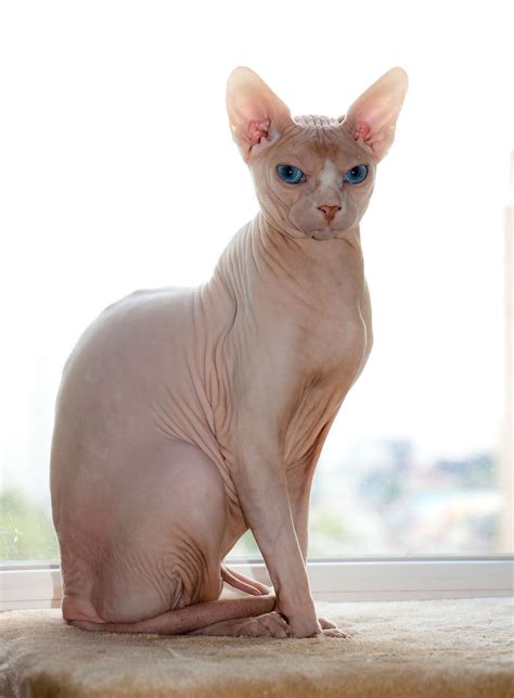 Sphinx Cat Hairless Cat Blue Eyes Noahs Ark Pinterest Cats