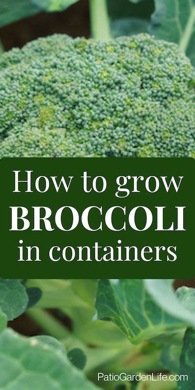 How To Grow Broccoli In Pots Patio Garden Life