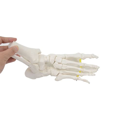 Buy Human Foot Skeleton Model Life Size Medical Anatomy Foot And Ankle