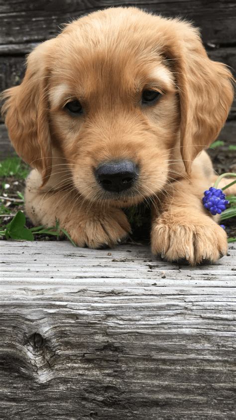 Puppies located in alabama, georiga, florida and the united states. Golden Retriever Puppies For Sale | Auburn, WA #308233