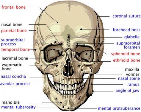 Human face has fourteen bones including the lacrimal bones, the zygomatic bones, the vomer, the nasal bones, the inferior nasal conchae, the mandible, the there are 29 bones in the human head. Anatomy & Physiology: Skin & Skeletal system Flashcards ...