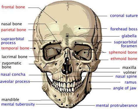 Head shape and upper face shape are closely related to the shape of the bony skull. Print Anatomy & Physiology: Skin & Skeletal system ...