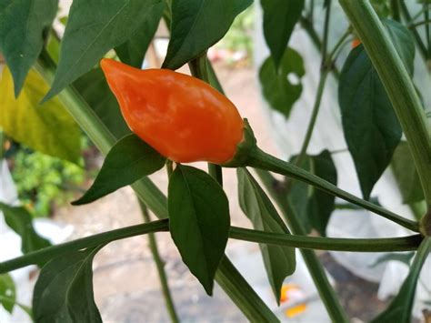 Habanero De Arbol Pepper 10 Seeds Super Hot Chiles