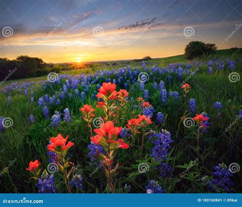 Texas Wildflowers At Sunset Stock Image Image Of Twilight Dusk