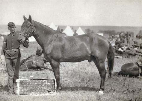 Little Bighorn 1876 Ncomanche A Horse Claimed To Be The Only Survivor