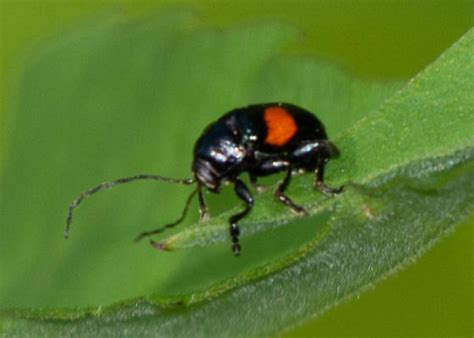 Black Beetle With Red Marks Bassareus Mammifer Bugguidenet