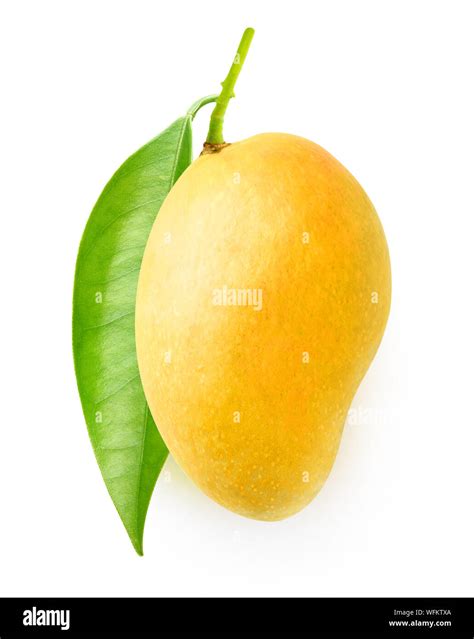 Isolated Mango Fruit Tree Branch With Leaves And One Yellow Mango