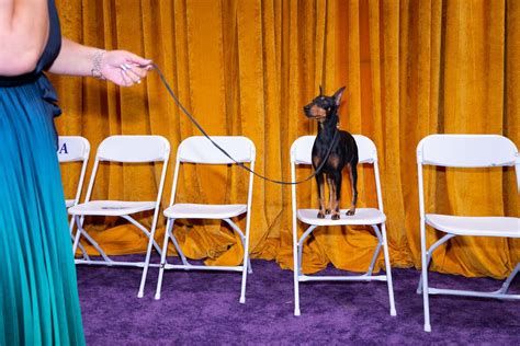 2022 Westminster Dog Show In Photos The New York Times