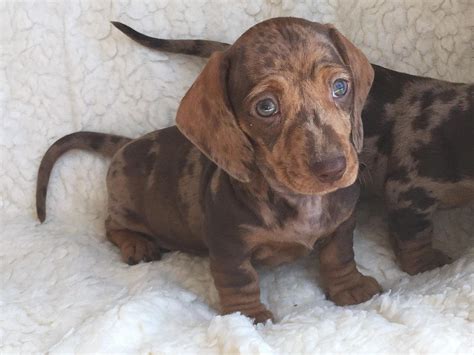 Mini Dachshund Smooth Haired Pups In Posot Class
