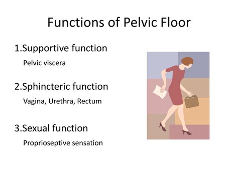 Ppt Pelvic Floor And Functional Anatomy Powerpoint Presentation Free Download Id9472689