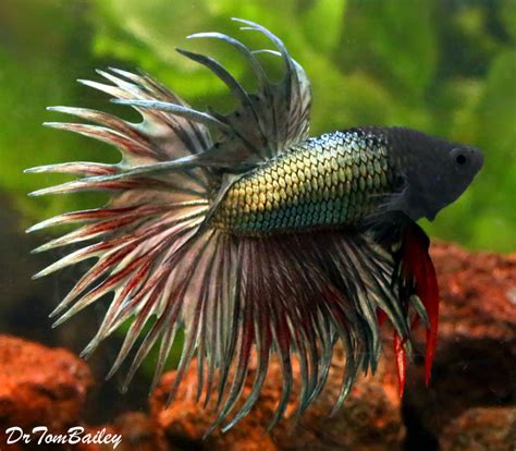 Premium Male Green Crowntail Betta Fish Size 25 To 3