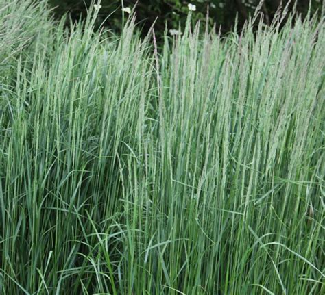 Feather Reed Grass Calamagrostis X Acutiflora Karl