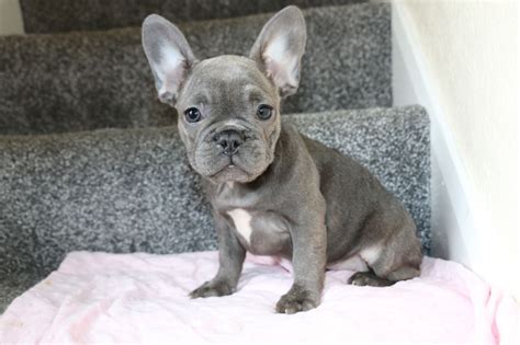 When do we have french bulldog puppies: French Bulldog Puppies For Sale | Columbus, OH #283777