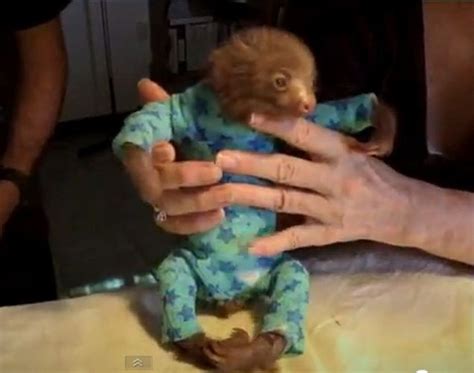 Baby Sloth In A Onesie Baby Otters Baby Sloth Cute Sloth Funny
