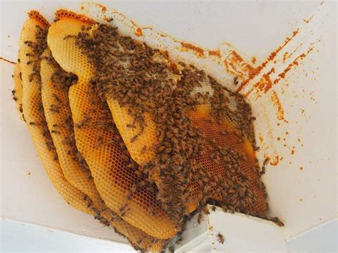 Sandy Springs Honey Bee Removal Southeast Bee Removal
