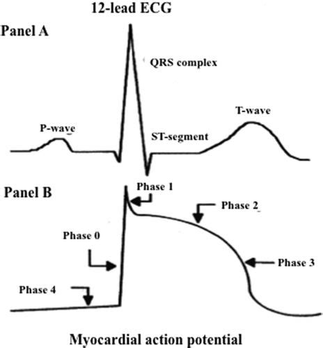 Early Repolarization In Athletes Circulation Arrhythmia And