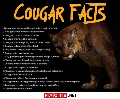 Top 18 Facts About Cougars Ability Behavior Diet And More