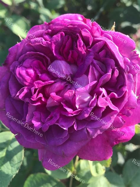 Roses Ducher Shrub Rose Reine Des Violettes