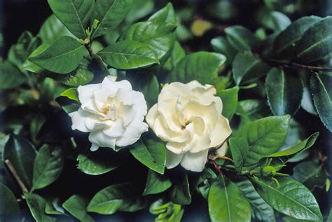 Flowering of this lovely and fragrant flower should take place in just six. Best Fragrant Flowers to Grow in Your Garden