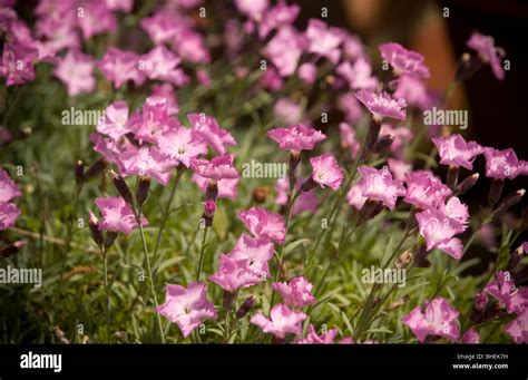Pink Dianthus Growing In A Uk Garden Stock Photo Alamy