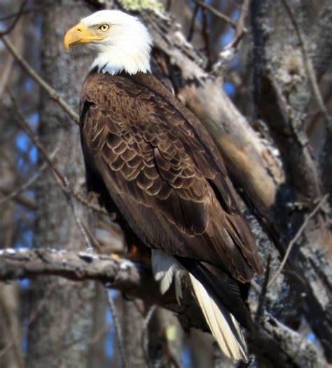 A place for eagles fans to come together to discuss the team, latest news and rumors. Bald eagles soaring in Seacoast - News - seacoastonline ...