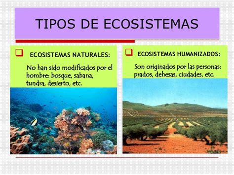 Ecosistemas Que Son Tipos Y Ejemplos Ovacen Ecosistemas Images Bila